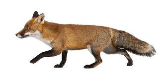 Can You Guess Which Animals Made These Weird Sounding Noises Red Fox Fox Fox Stock