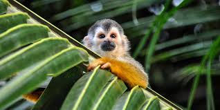 Descubre Parque Nacional de Manuel Antonio en tu viaje a Costa Rica