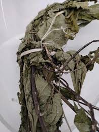 Image result for Glyphaea