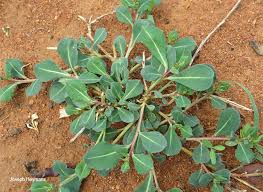 Image result for Corbichonia decumbens
