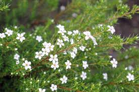 Maybe you would like to learn more about one of these? Flowering Plant Identification Model Engineer