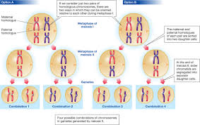 If a cell at metaphase of mitosis contains 32 sister chromatids, how many chromosomes will be present in a g1 cell? What Is A Diagram That Shows Homologous Chromosome Pairs Brainly Com