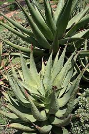 Image result for Aloe bicomitum