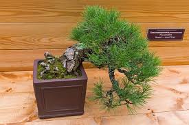 Norfolk island pine need high humidity and moderate amounts of water to keep them from drying out. 64 Incredible Types Of Bonsai Trees With Pictures Florgeous