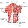 The abdominal wall encloses the abdominal cavity, which holds the bulk of the gastrointestinal viscera. 1