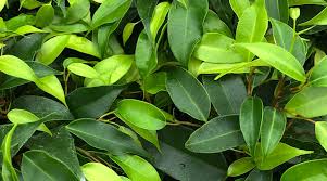 To help manage dust mite. Weeping Fig Ficus Benjamina Description Uses