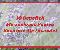 10 Beneficii Miraculoase Pentru Sanatate Ale Lavandei Sănătate Alei Sfaturi Practice