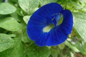 Saya ajarkan cara untuk dapatkan empat anak pokok nanas hanya daripada satu mahkota nanas. Terbaik Dari Tanaman Bunga Matahari Berkembang Biak Secara Alami Menggunakan Bunga Hias