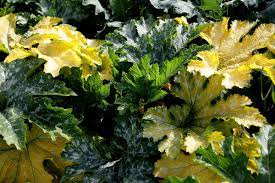 Check spelling or type a new query. Why Are My Cucumber And Squash Leaves Turning Yellow
