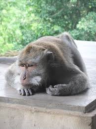 Image result for depressed monkey