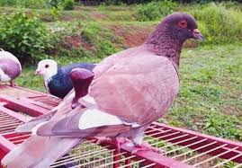 Cara memilih burung dara yang bagus. Panduan Mengenali Ciri Burung Merpati Yang Bagus Dan Harga