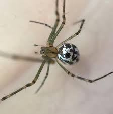 Any view you've seen, any monument you've. Silver Orb Weaving Spiders The Australian Museum