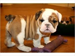 English Bulldog Litter In Beaver City Nebraska English Healthy English Bulldog Puppies For Adoption Ani Bulldog Puppies English Bulldog Puppies Bulldog Rescue