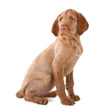 His fur coat is super thick and fluffy, without defects. Wirehaired Vizsla Puppies For Sale