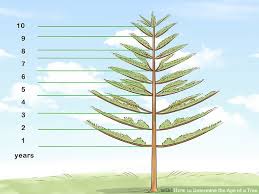 2 Easy Ways To Determine The Age Of A Tree Wikihow