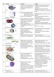 Struktur sel hewan beserta fungsi organel sel dan gambarnya. Tabel Organel Sel 2003