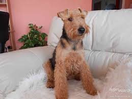 Image result for velšteriér