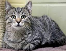 Создавайте публикации на интересные темы. Hi I M Bones Reduced Fee I M A 4 Month Old Neutered Male Brown Tabby Domestic Short Hair Tabby Cat Cute Puppies And Kittens Tabby Cat Pictures