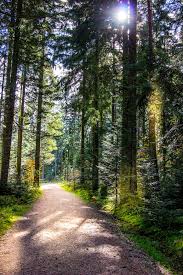 Nationalpark Schwarzwald Im Sommer Deutschland Black Forest National Park In Summer Germany By Jonas Pojtinger Cr Nature Photo Tree Landscape