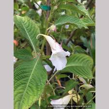 Image result for Impatiens apiculata