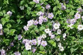 Image result for Asystasia