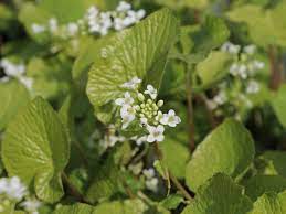 Japanisches gewürz aus der würzigen wurzel der wasabi pflanze wie meerrettich schmeckend zubereitet wasabi i̇ngilizce wasabi kelimesinin i̇talyanca karşılığı. Echte Wasabi Japanischer Meerrettich Eutrema Japonicum