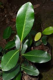 Image result for Diospyros consolatae-rotundifolia intermediates