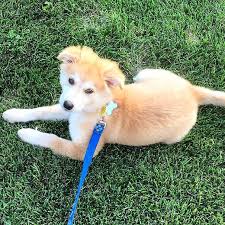 Resultado de imagen de golden retriever + husky