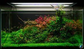 New Light T5 Led Aquaristica Giuseppe Nisi Aquascaping Planted Aquarium Aquascape Freshwater Aquarium