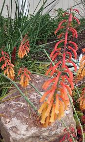 Image result for Kniphofia thomsonii
