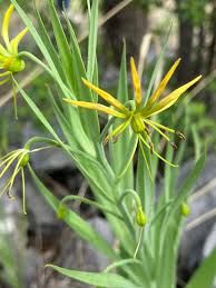 Image result for Ornithoglossum viride