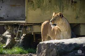 All animals are fed along the walking route and the ranger who feeds them will also give you a little more. Safaripark Beekse Bergen Niederlande