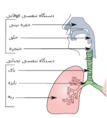 نتیجه تصویری برای دستگاه تنفس انسان