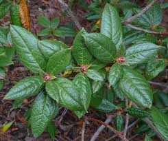 Rhododendron Fragrantissimum Plant Lust