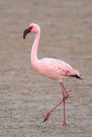 Lesser Flamingo Flamingo Beautiful Birds Pink Flamingos