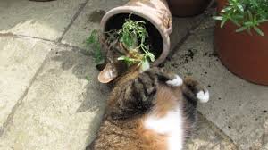 Do your research before heading to your local. Cat Friendly Plants For Your Garden