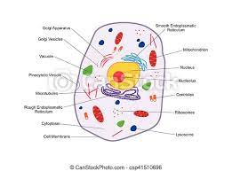 Check spelling or type a new query. Cross Section Animal Cell Structure Detailed Colorful Anatomy With Description Animal Cell Structure Cross Section Of The Canstock