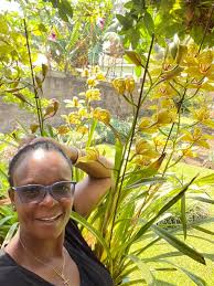 Image result for Eggelingia ligulifolia