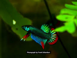 Betta Archives Keeping Fish