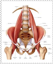 Human anatomy diagrams and charts explained. Psoas Major Muscle Iliopsoas Anatomy Human Body Png Clipart Abdomen Anatomy Arm Back Bone Free Png