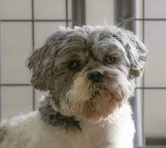 Dogs and puppies cats and kittens horses rabbits birds snakes guinea pigs ducks hamsters chickens rats turtles gerbils ferrets chinchillas goats. Shih Tzu Mix Puppies Colorado The Y Guide
