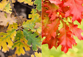 This tree is also referred to as basket or cow oak. 19 Different Types Of Oak Trees With Photos For Identification