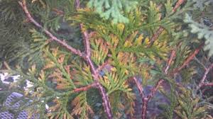 Image result for thuja drying out dead dried symptoms)