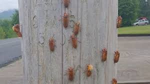 Billions of cicadas that have spent 17 years underground are set to emerge across large areas of the eastern united states, bringing swarming numbers and loud mating calls to major towns and cities. Photos 17 Year Cicadas Emerge In Tennessee As States Prepare For Total Invasion Wztv