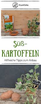 Susskartoffeln Anbauen Tipps Zu Sorten Ernte Mit Bildern Susskartoffeln Pflanzen Pflanzen Susskartoffeln Anbauen