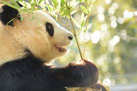 Самые новые твиты от 上野動物園の最強パンダにゃだお (@nilyadao): å¤§äººå­©å­éƒ½å¯ä»¥äº«æ¨‚ æ±äº¬äººæ°£å‹•ç‰©åœ'10é¸ Seeingjapan