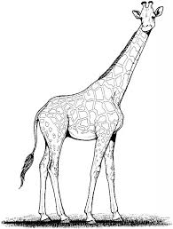 Maybe you would like to learn more about one of these? Free Printable Giraffe Coloring Pages For Kids Giraffe Coloring Pages Giraffe Colors Animal Coloring Pages