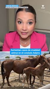 ¡Aumentan casos de crueldad animal en el condado Adams!, En el caso más  reciente, 33 perros fueron rescatados de una vivienda en condiciones  deplorables en Strasburg; sin agua, sin ventilación y ...