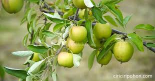 Check spelling or type a new query. Ciri Ciri Pohon Apel Yang Sudah Siap Panen Ciriciripohon Com