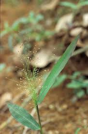 Image result for Panicum eickii